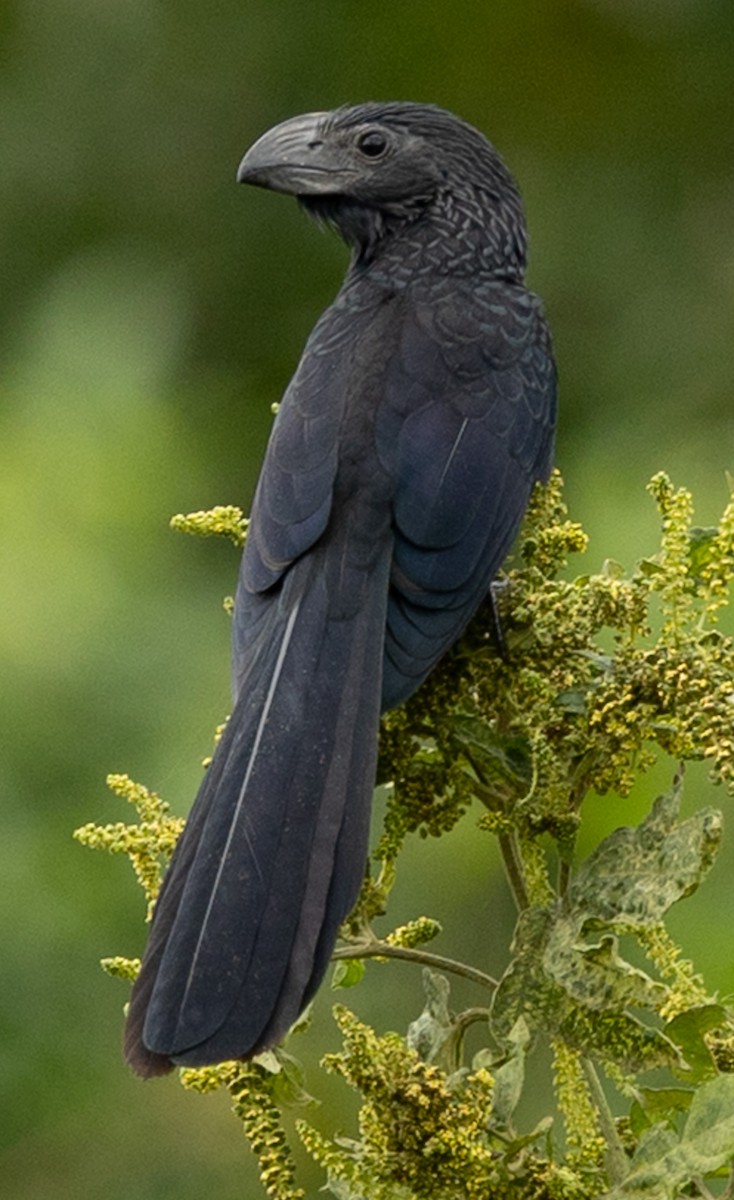furenebbani - ML642452846