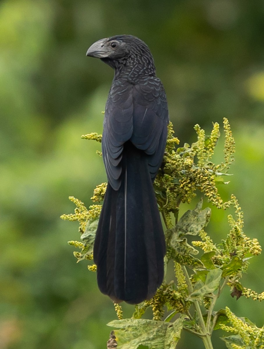 furenebbani - ML642452847
