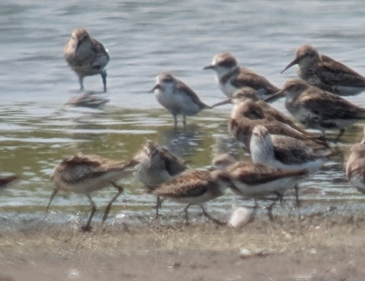 Spoon-billed Sandpiper - ML642452856