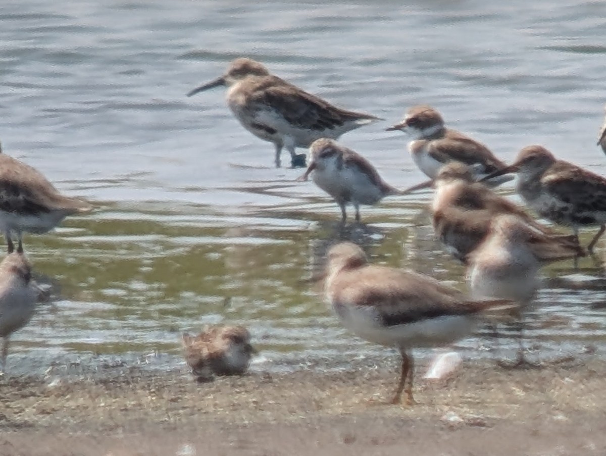 Spoon-billed Sandpiper - ML642452857
