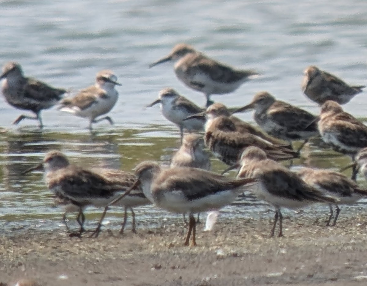 Spoon-billed Sandpiper - ML642452858