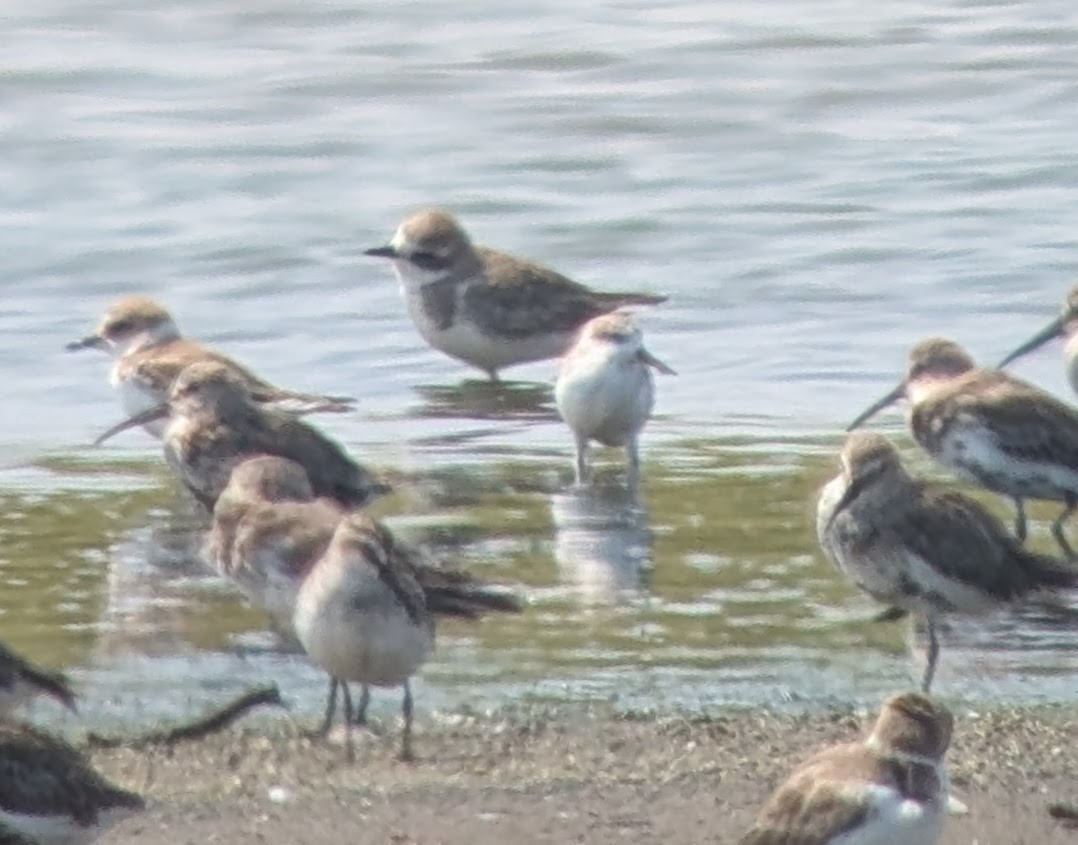 Spoon-billed Sandpiper - ML642452859