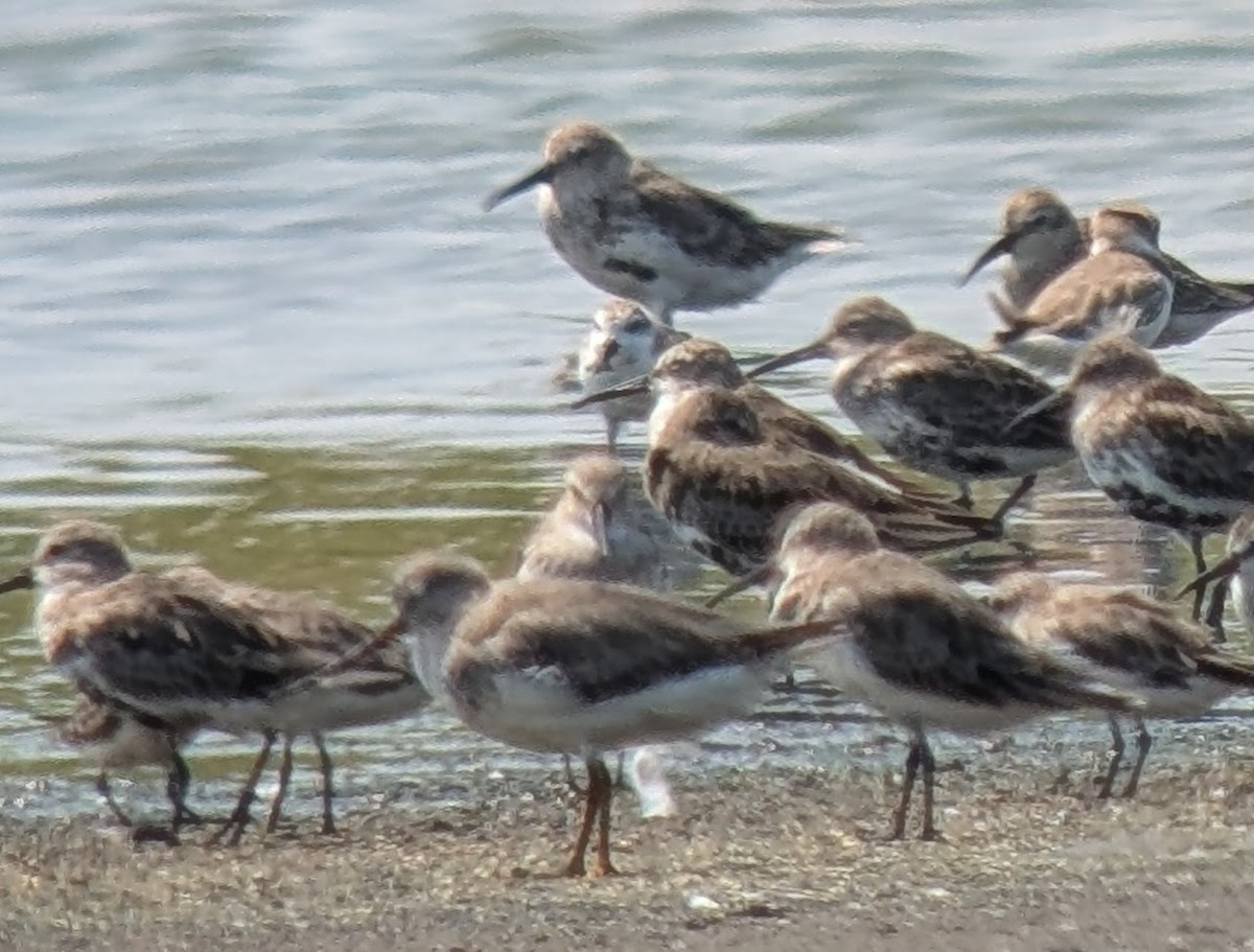 Spoon-billed Sandpiper - ML642452860