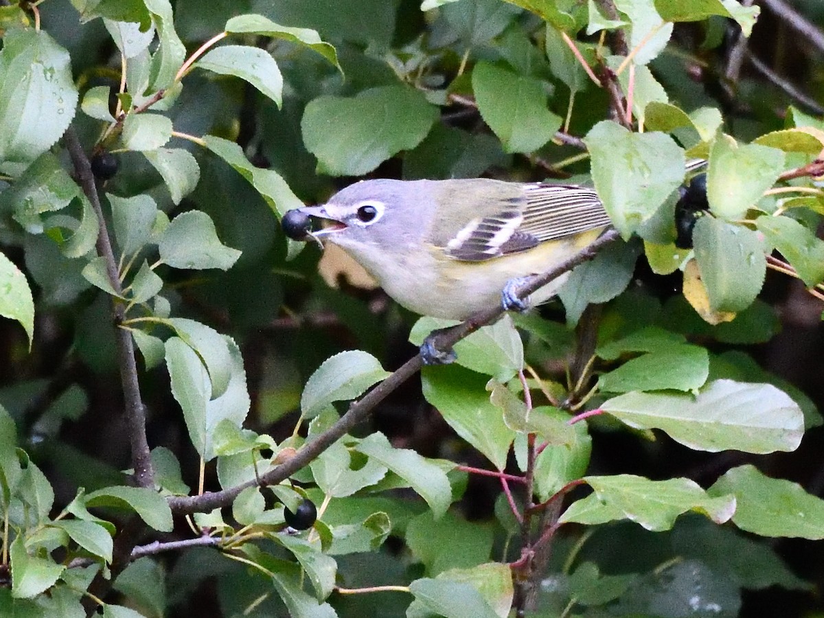 Blue-headed Vireo - ML642452870