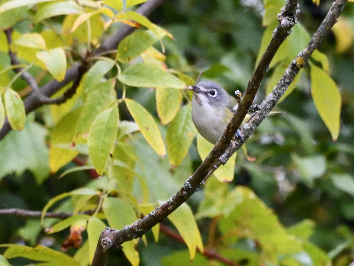 Blue-headed Vireo - ML642452871