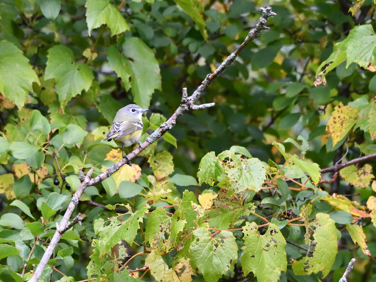 Blue-headed Vireo - ML642452872