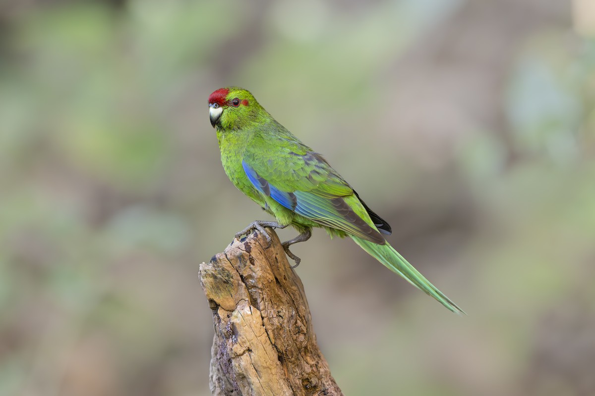 Red-crowned Parakeet - ML642452893