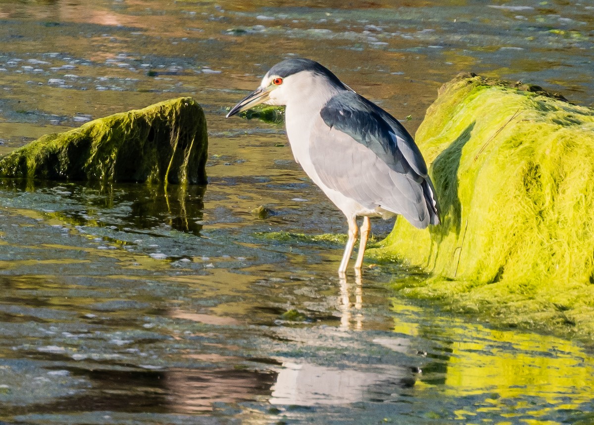 Black-crowned Night Heron - ML642452909