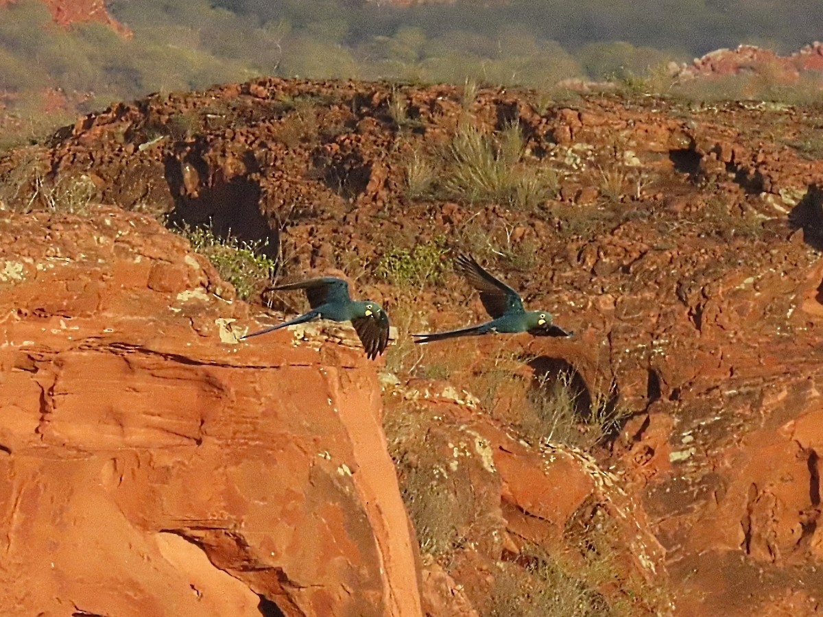 Indigo Macaw - ML642452914