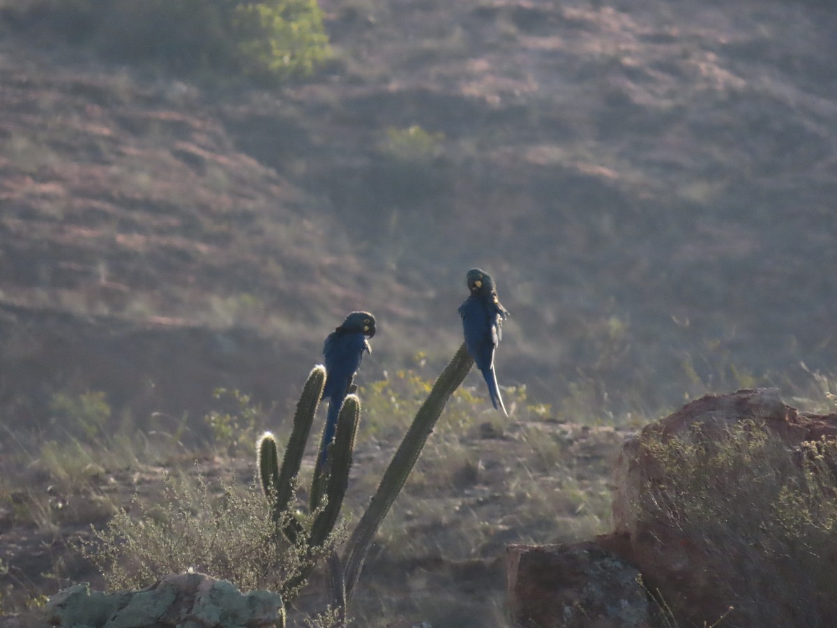 Indigo Macaw - ML642452925