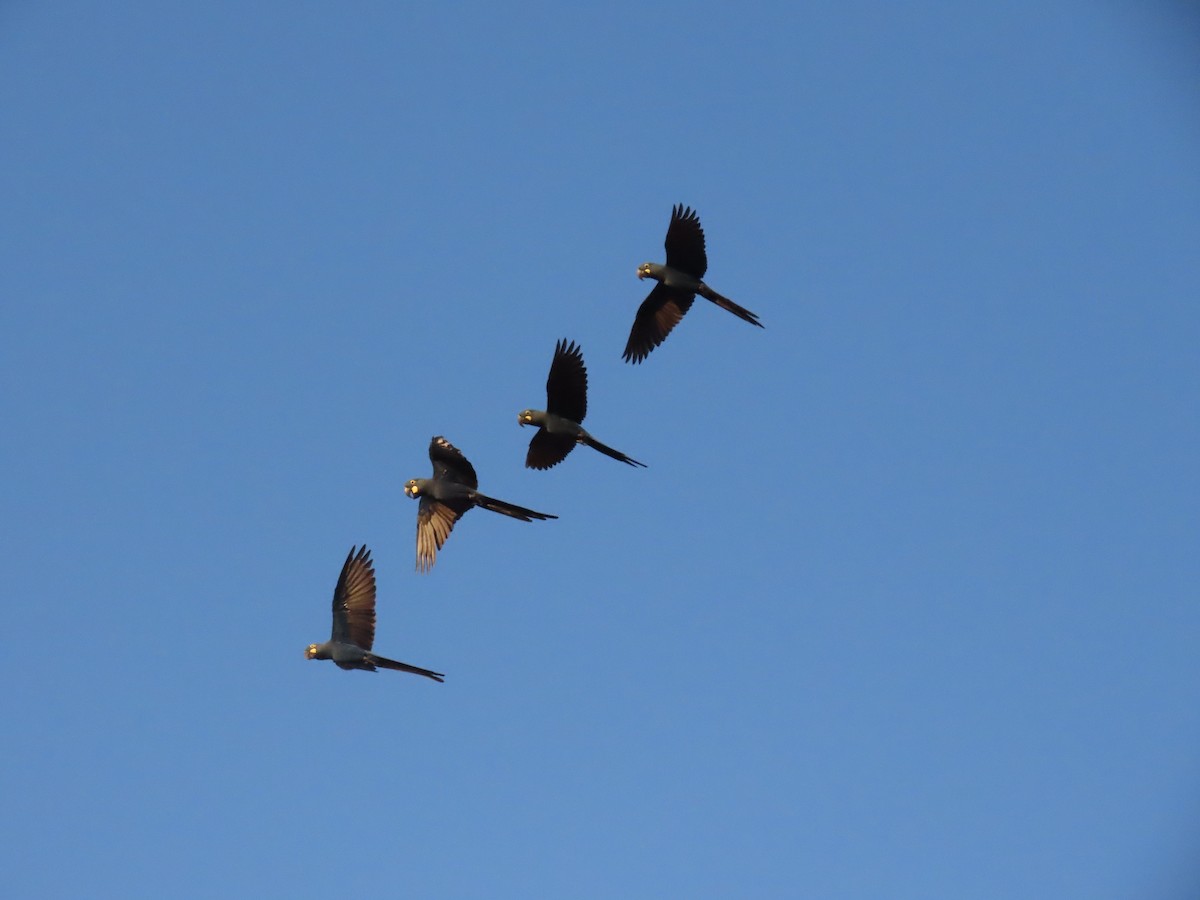 Indigo Macaw - ML642452926