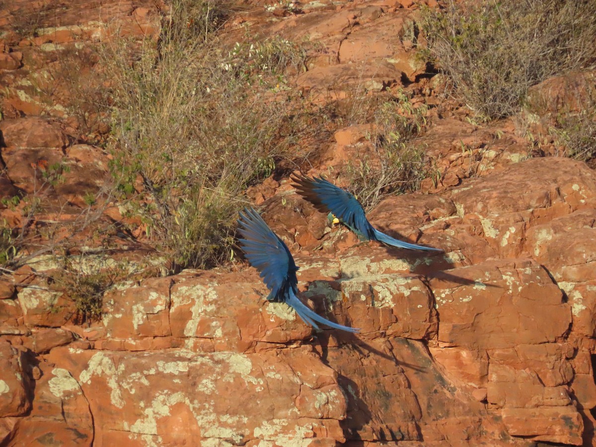 Indigo Macaw - ML642452928