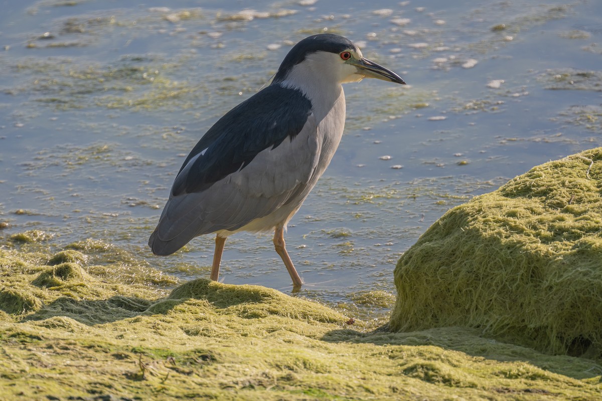 Black-crowned Night Heron - ML642452934