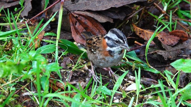 Rufous-collared Sparrow - ML642452935