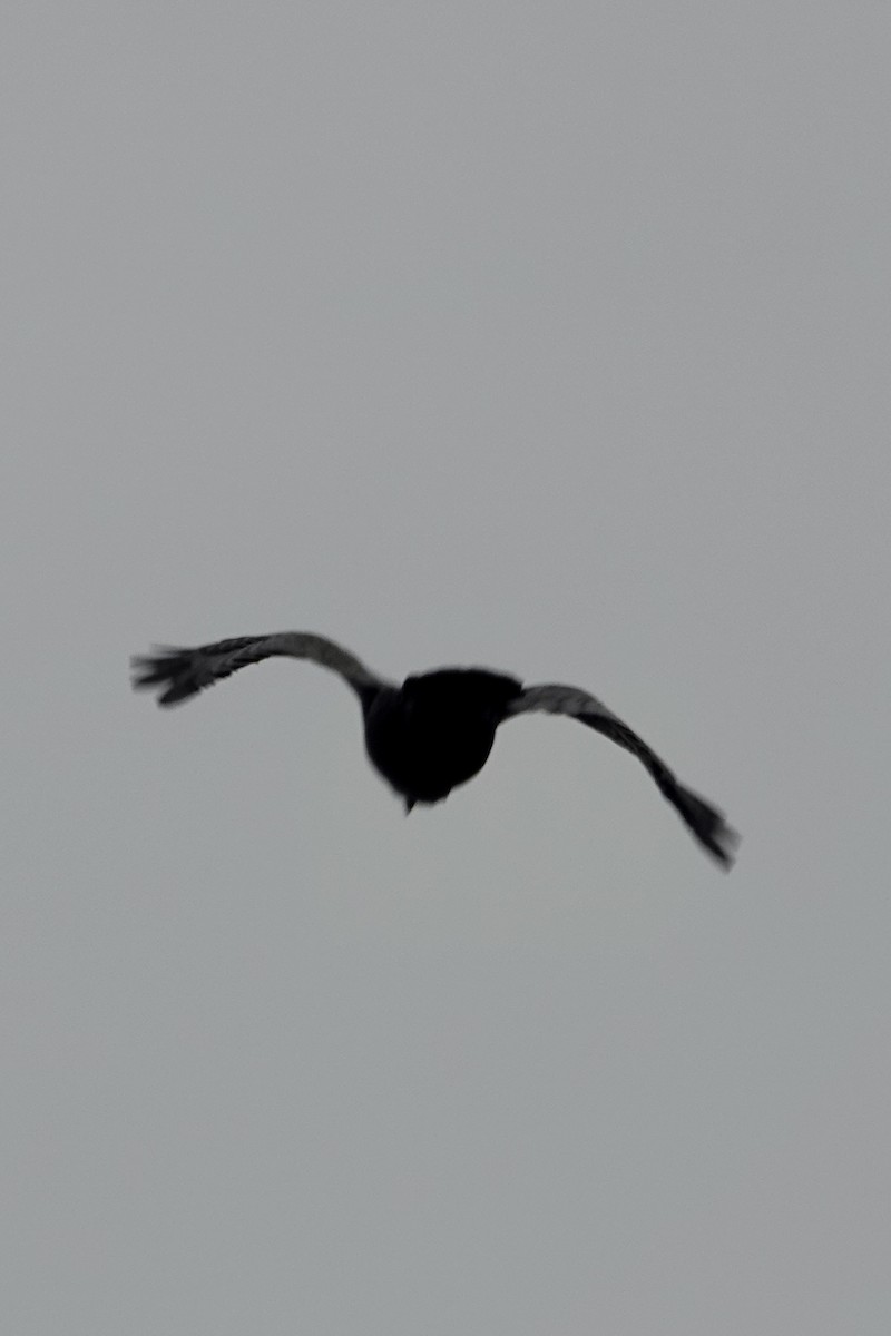 Korsanmartı - ML642452941