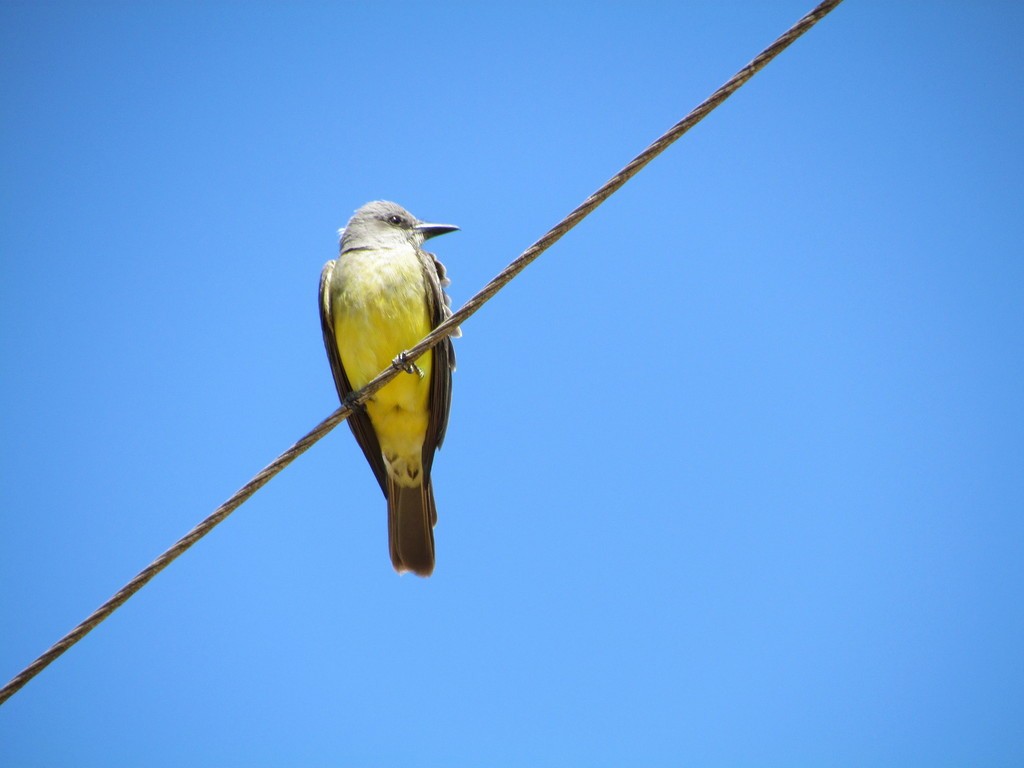 Tropical Kingbird - ML642452954