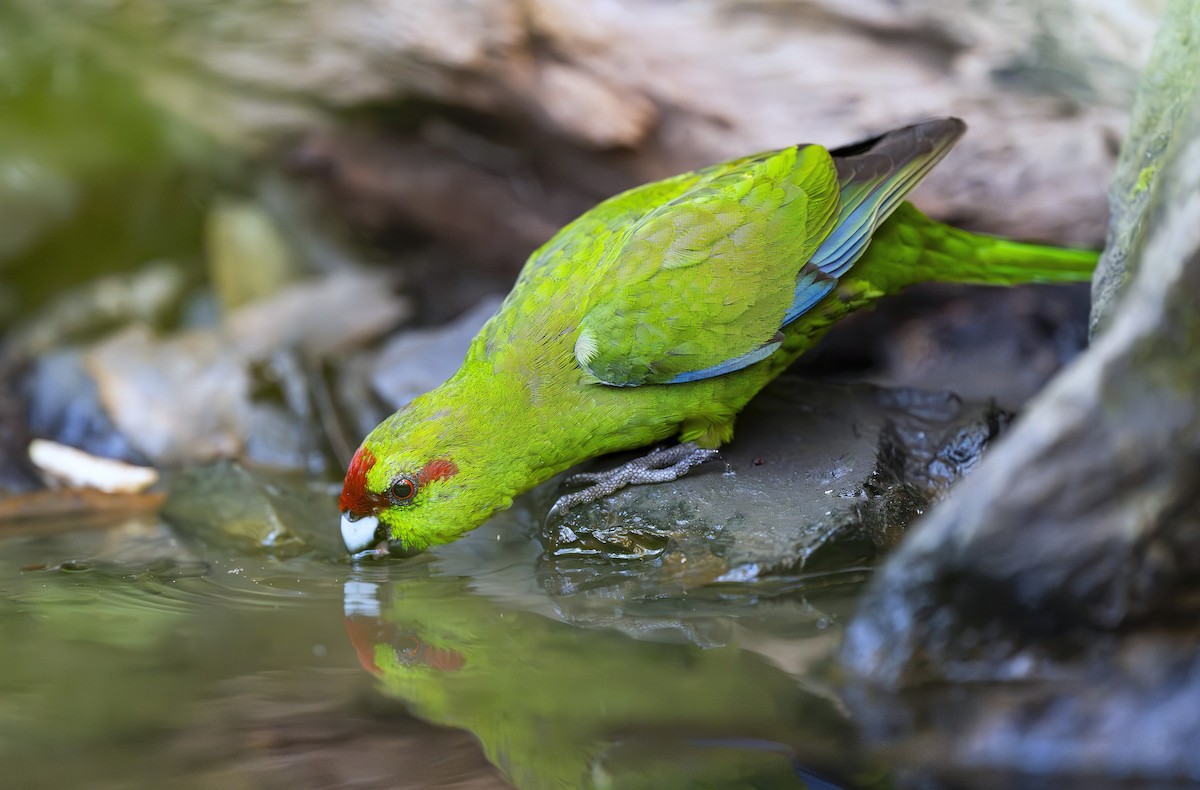 Red-crowned Parakeet - ML642453018