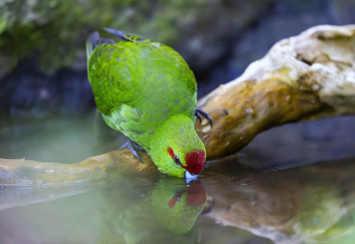 Red-crowned Parakeet - ML642453019