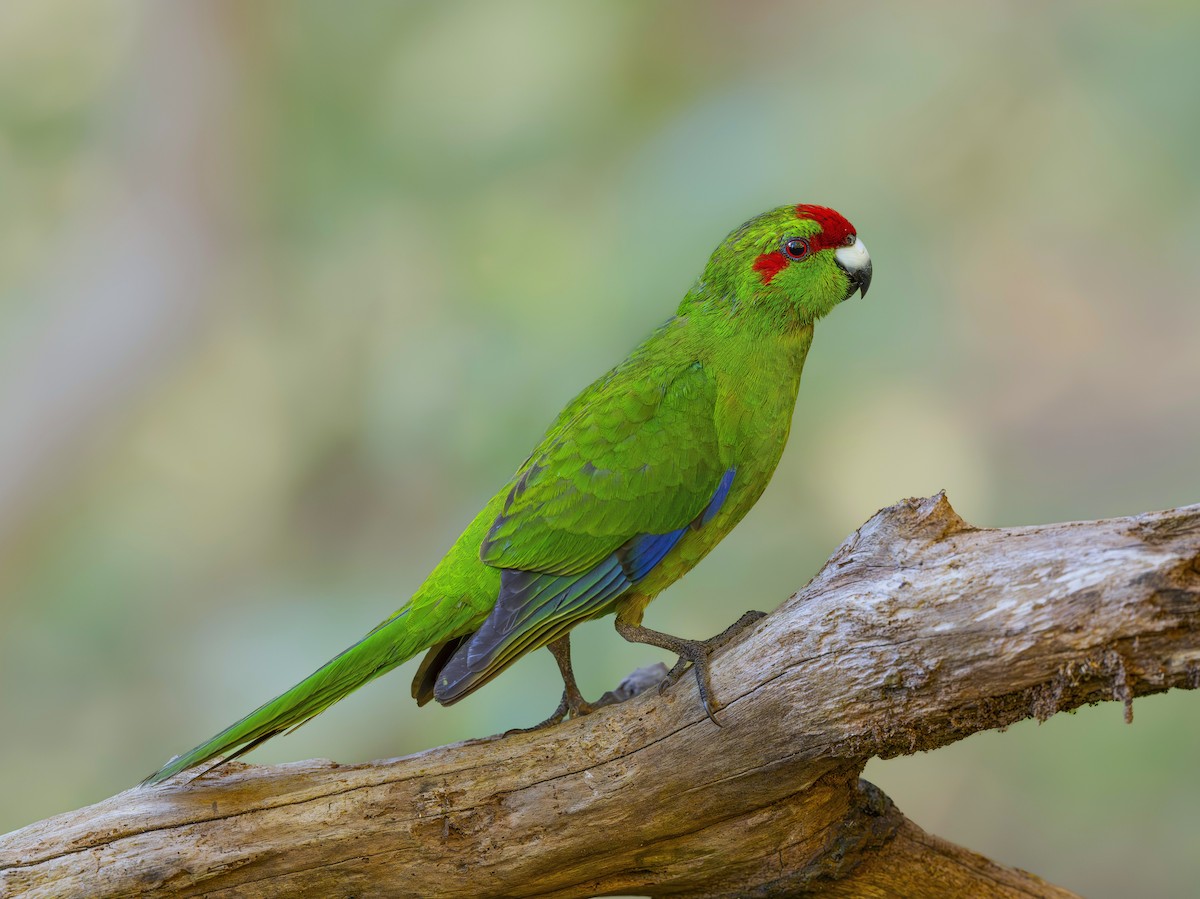 Red-crowned Parakeet - ML642453020