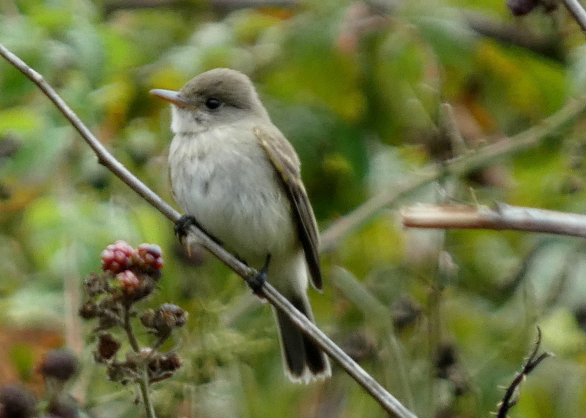 Willow Flycatcher - ML642453066