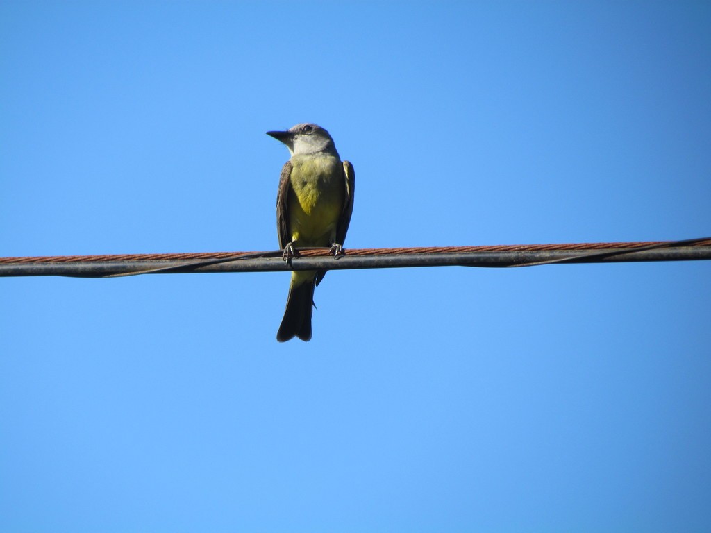 Tropical Kingbird - ML642453077