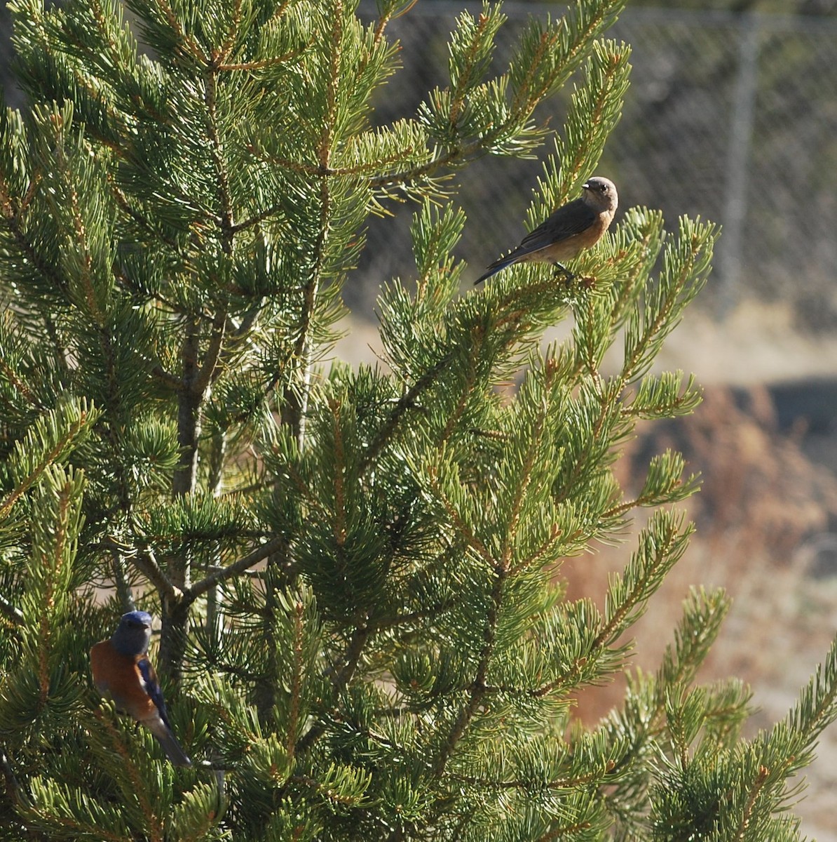 Western Bluebird - ML642453101