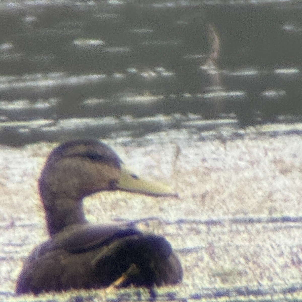 American Black Duck - ML642453112