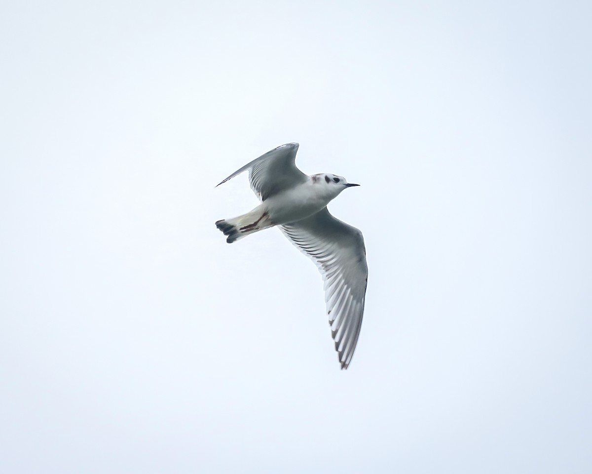 Little Gull - ML642453133