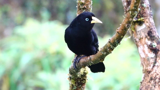 Scarlet-rumped Cacique - ML642453184