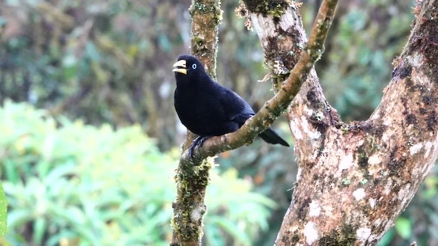 Scarlet-rumped Cacique - ML642453187