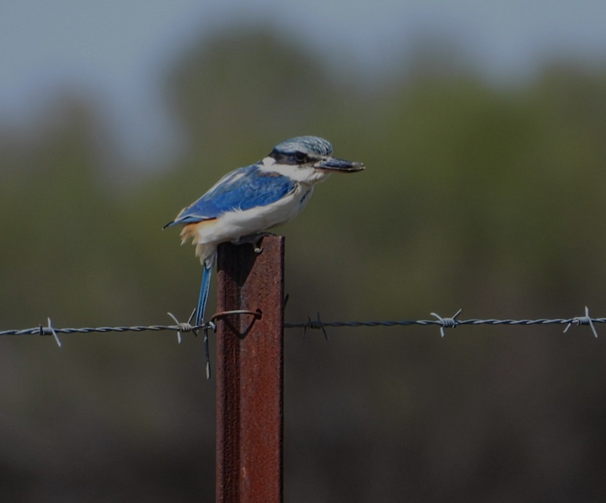 Red-backed Kingfisher - ML642453201