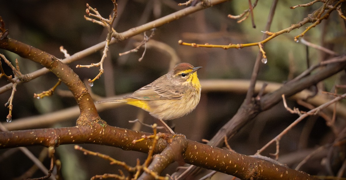 Palm Warbler (Western) - ML642453237
