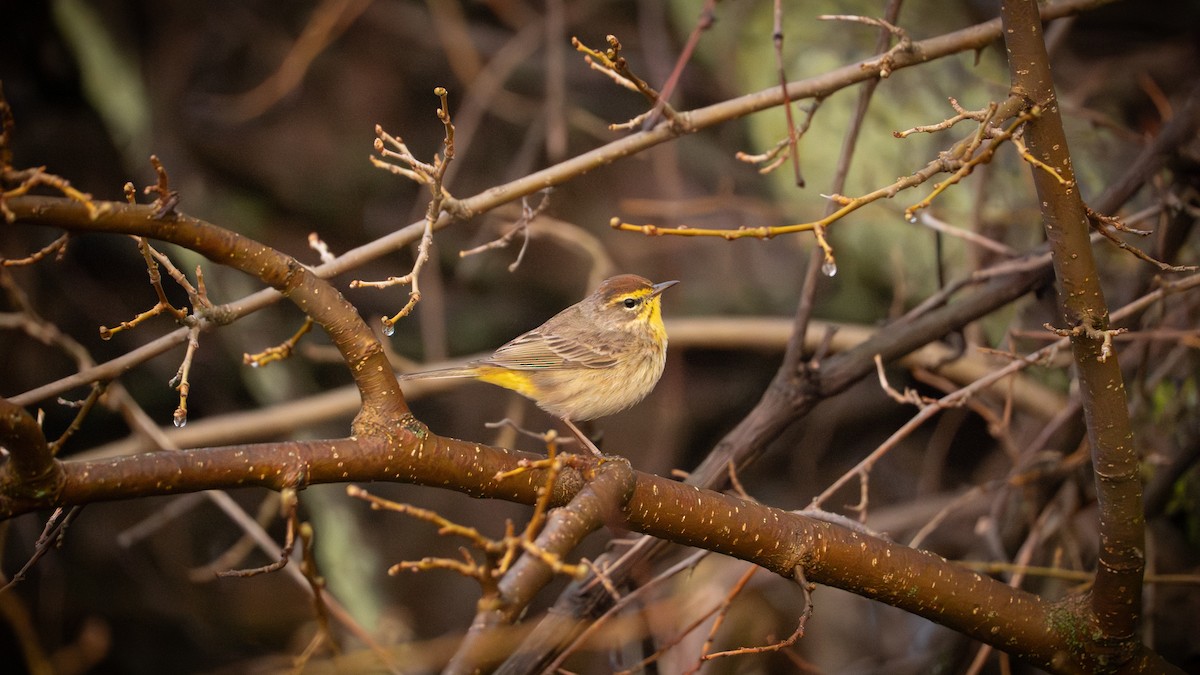 Palm Warbler (Western) - ML642453241