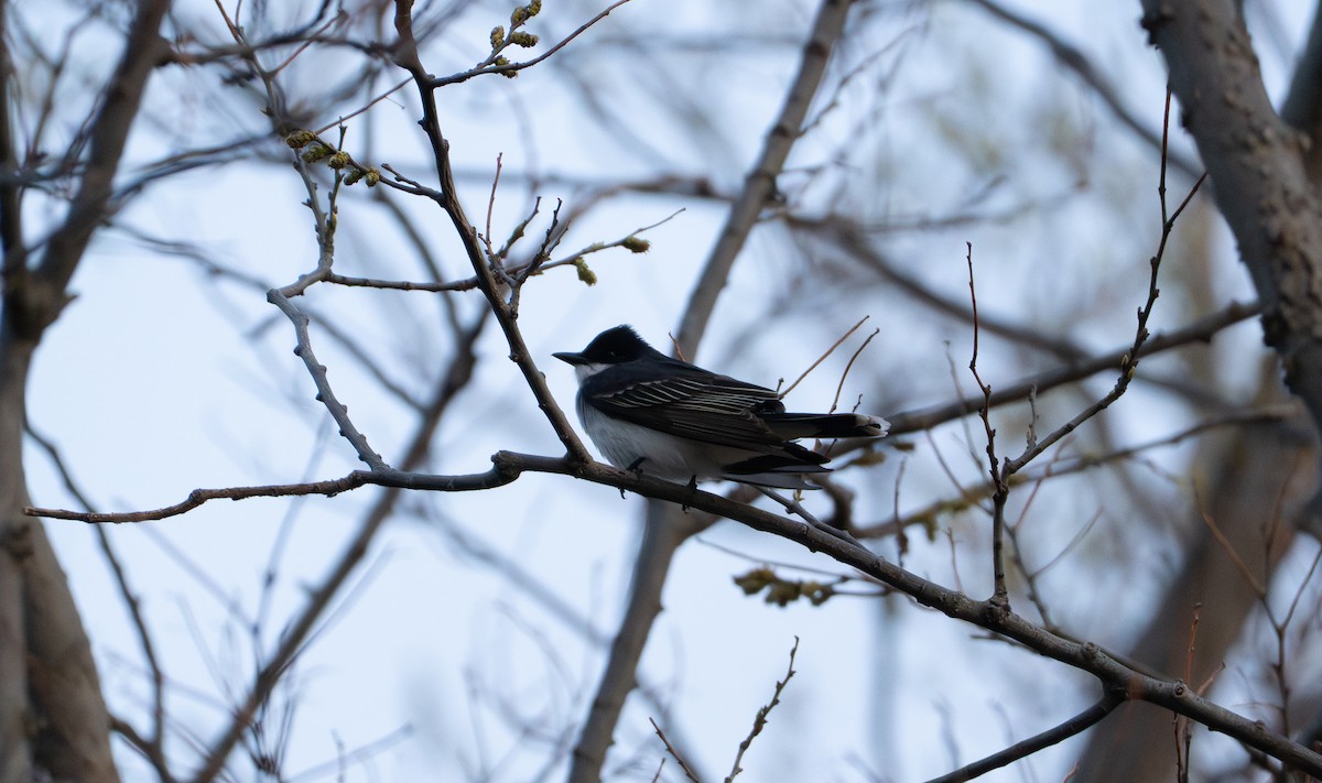 Eastern Kingbird - ML642453247