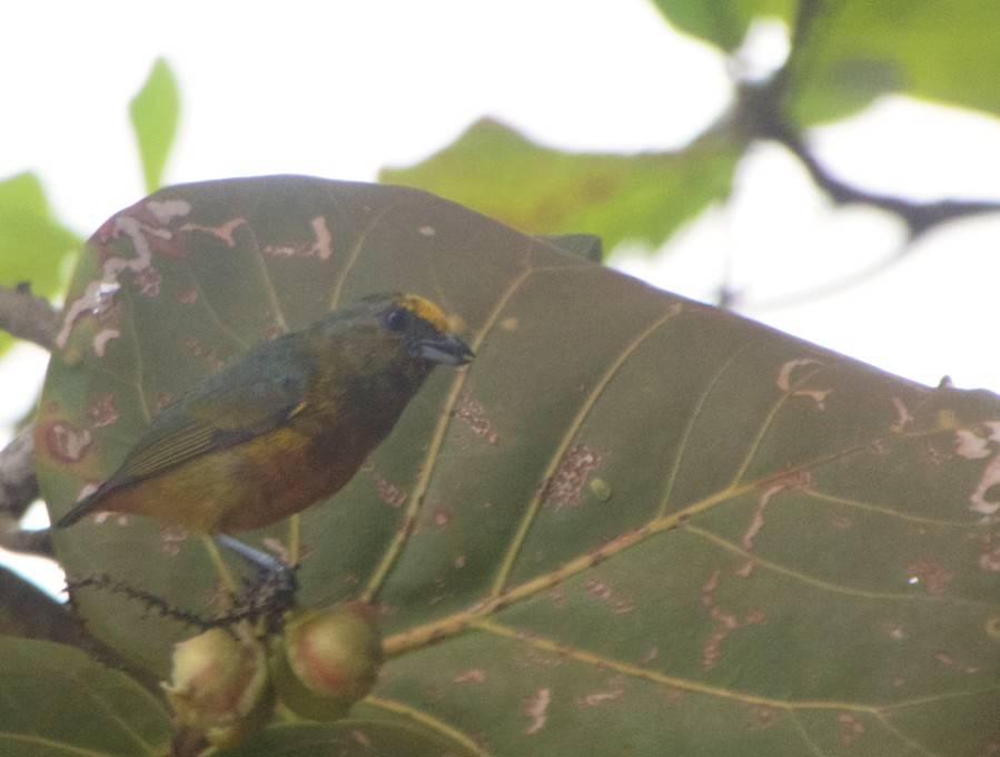 Olive-backed Euphonia - ML642453299