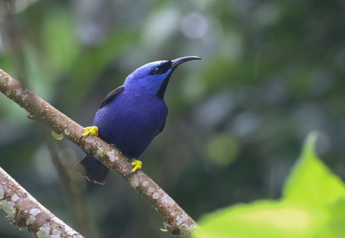 Purple Honeycreeper - ML642453300