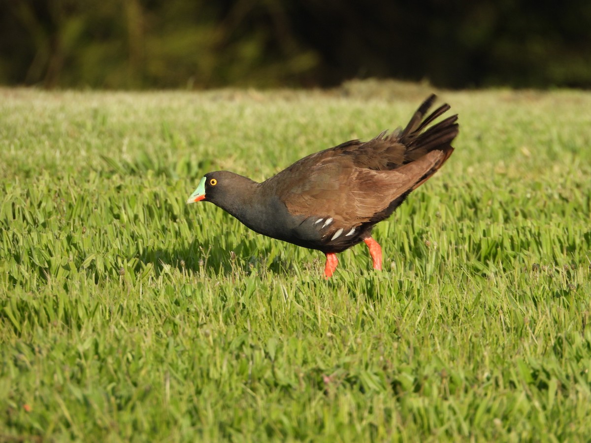 Black-tailed Nativehen - ML642453316