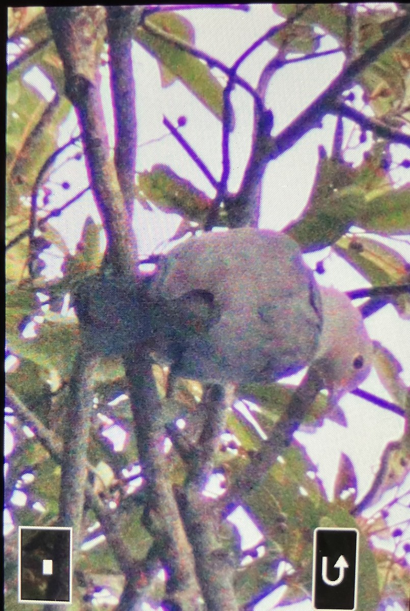 Gray Imperial-Pigeon - ML642453321