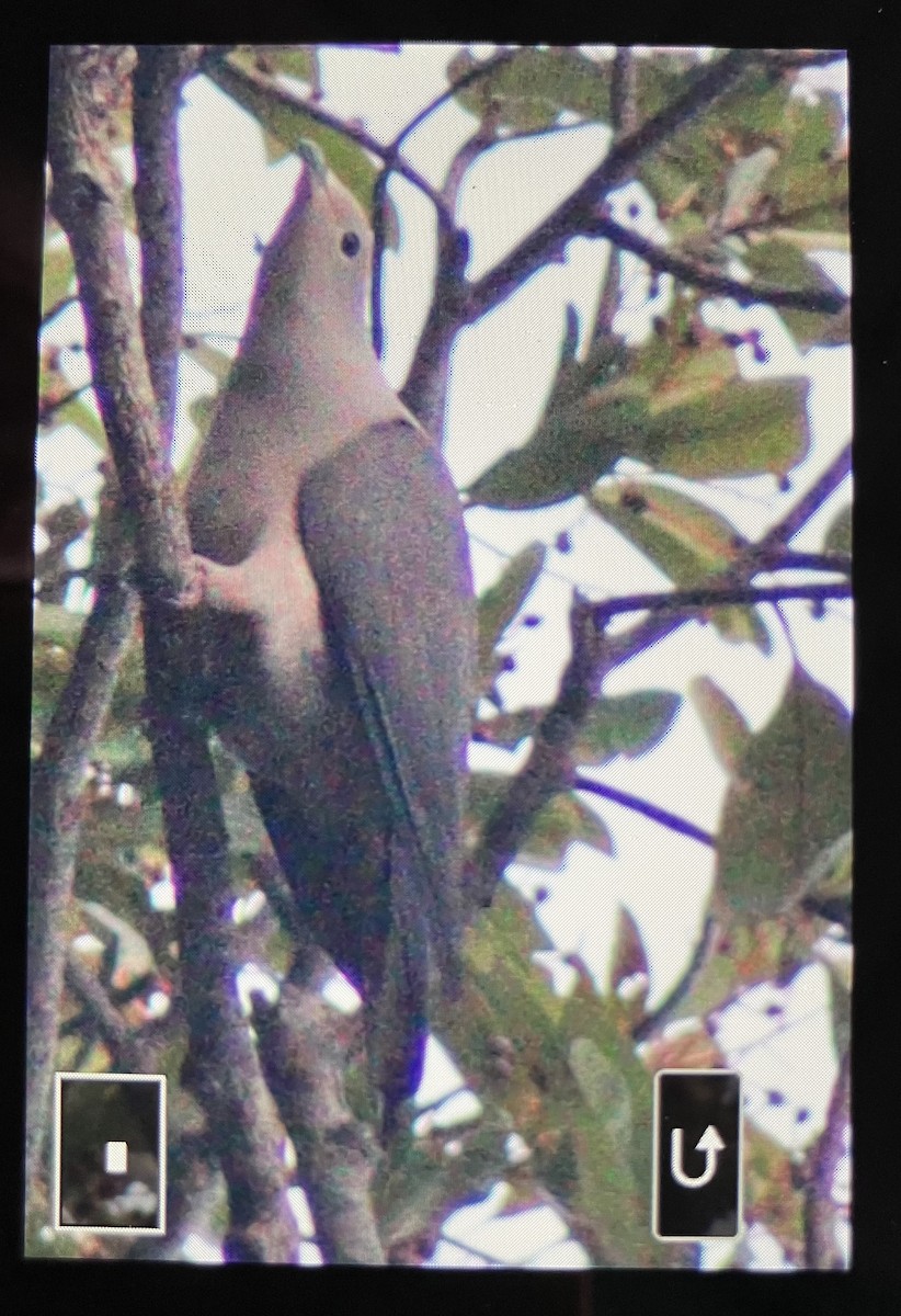Gray Imperial-Pigeon - ML642453322