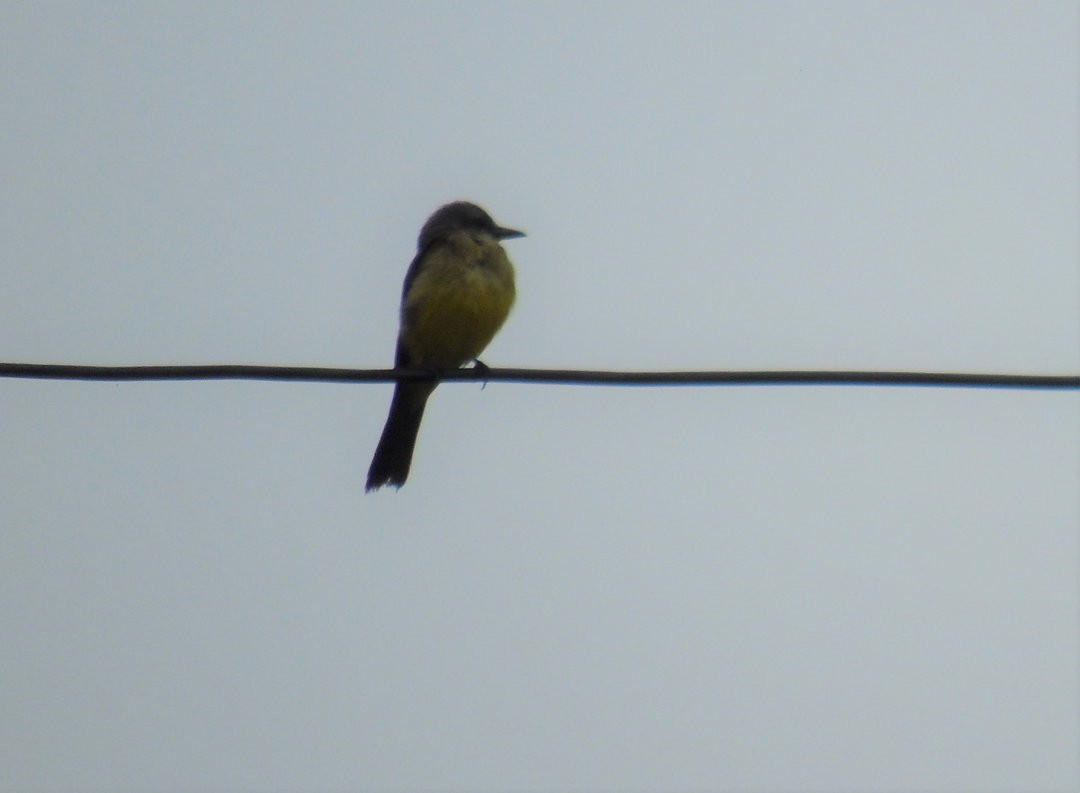 Tropical Kingbird - ML642453335