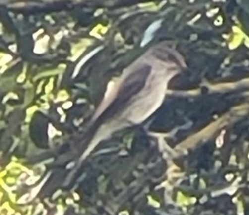 Spotted Flycatcher - ML642453355