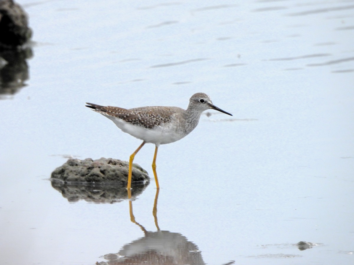 Lesser Yellowlegs - ML642453376