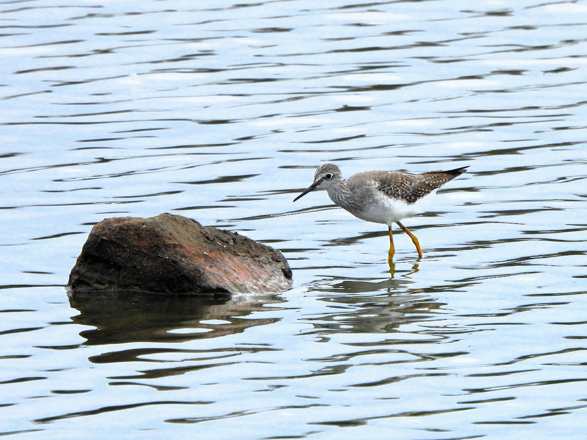 Lesser Yellowlegs - ML642453377
