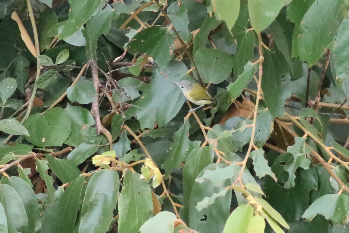 Lesser Greenlet - ML642453379