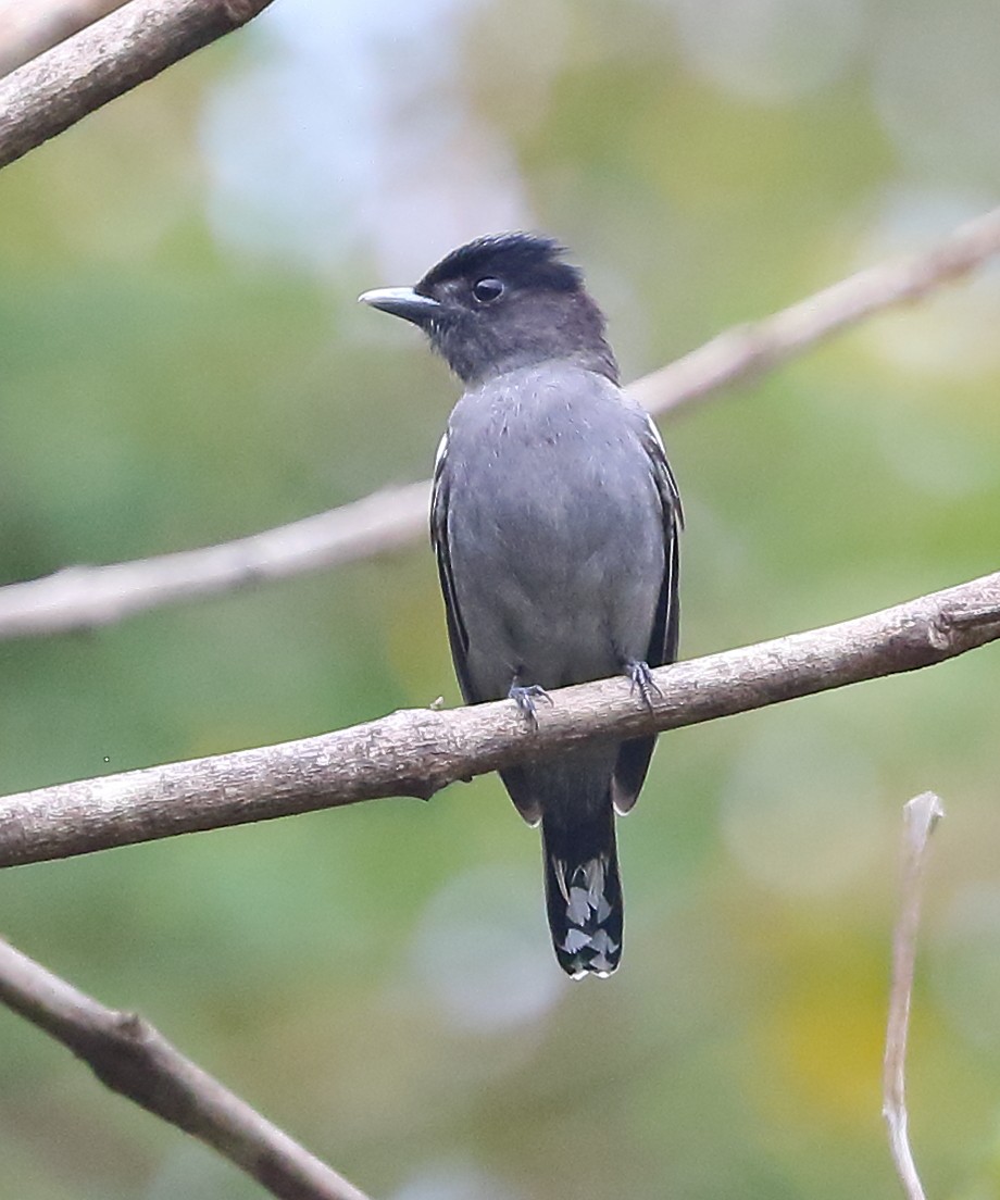 White-winged Becard - ML642453425