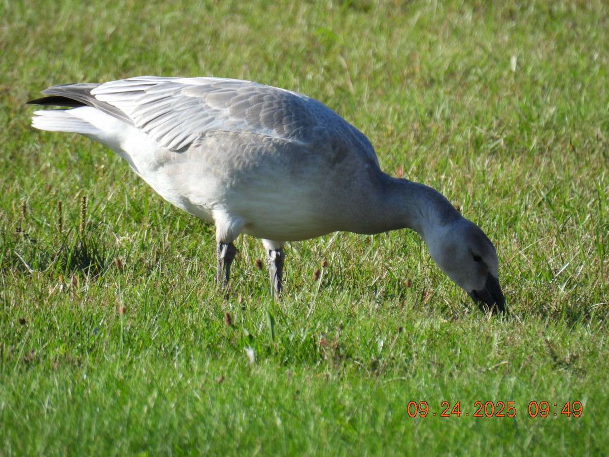 Snow Goose - ML642453426
