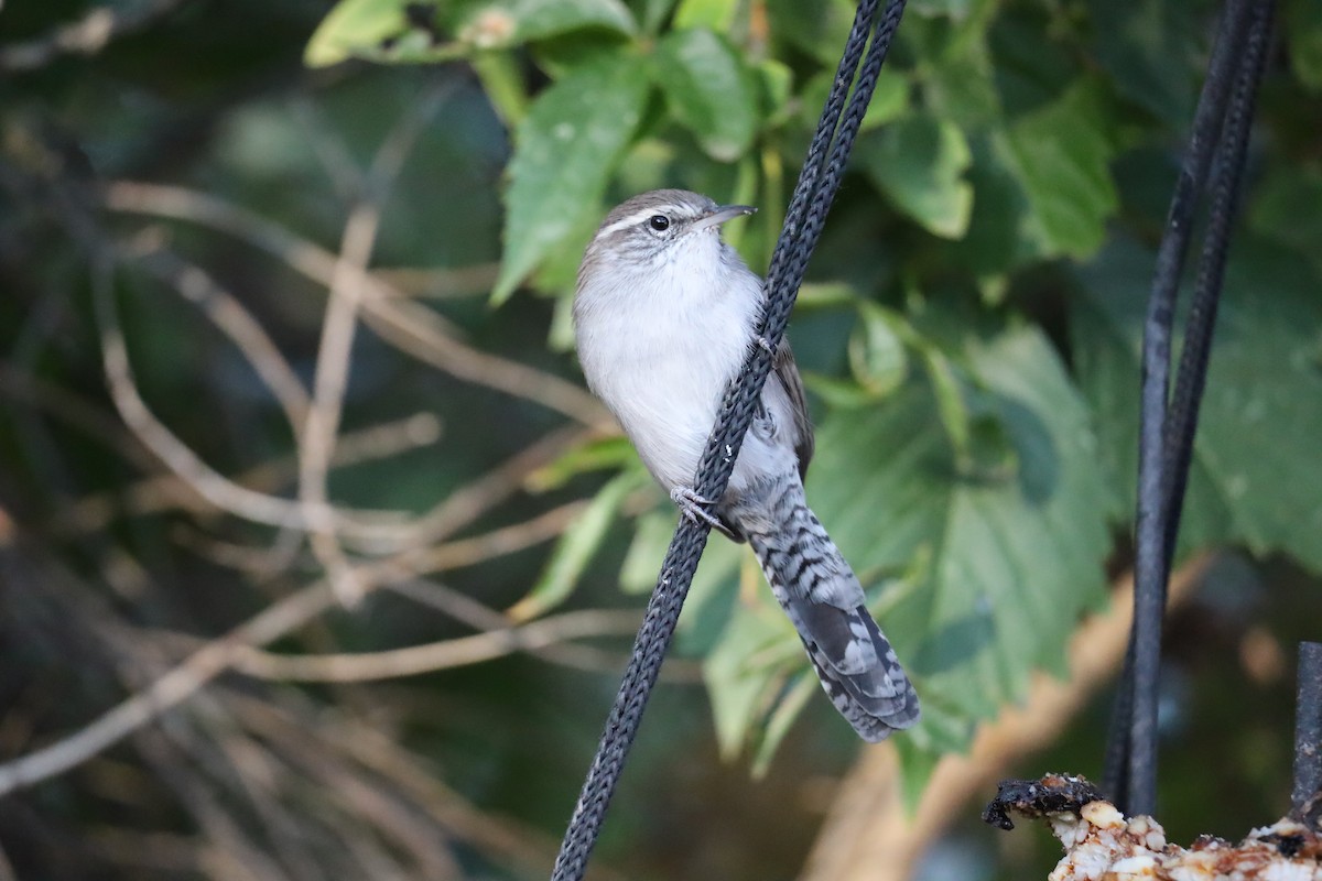 Bewick's Wren - ML642453428