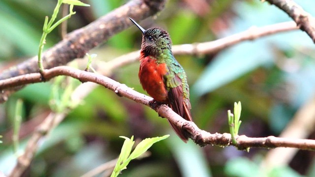Chestnut-breasted Coronet - ML642453439