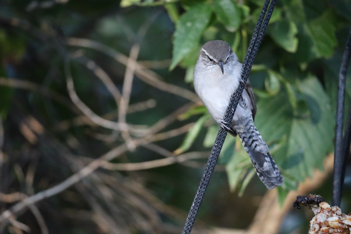 Bewick's Wren - ML642453443