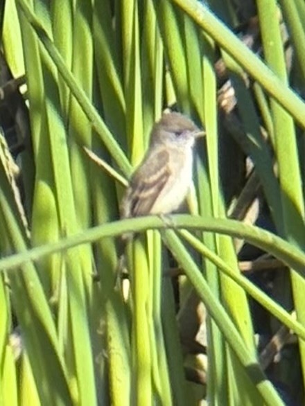 Willow Flycatcher - ML642453449